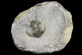 Spiny Ceratarges Trilobite - Zireg, Morocco #154299-2